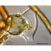 Eurychasma dicksonii