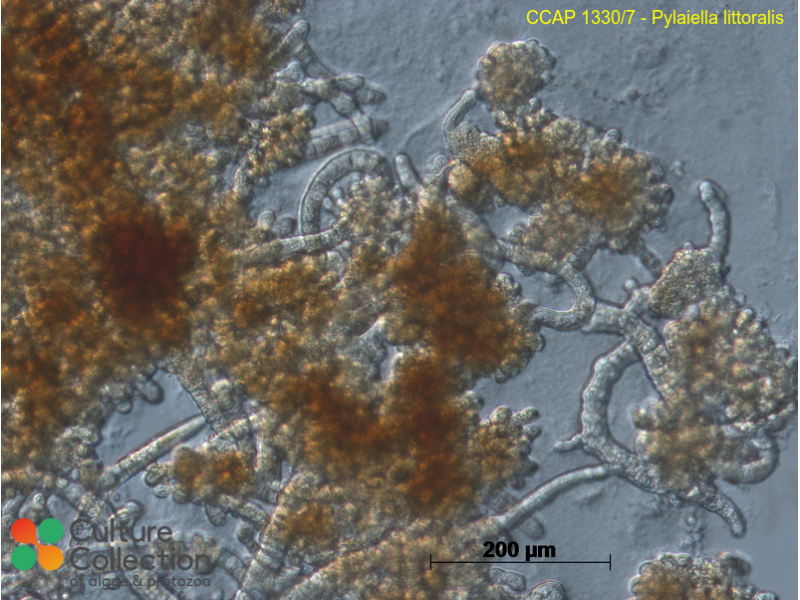 pylaiella-littoralis