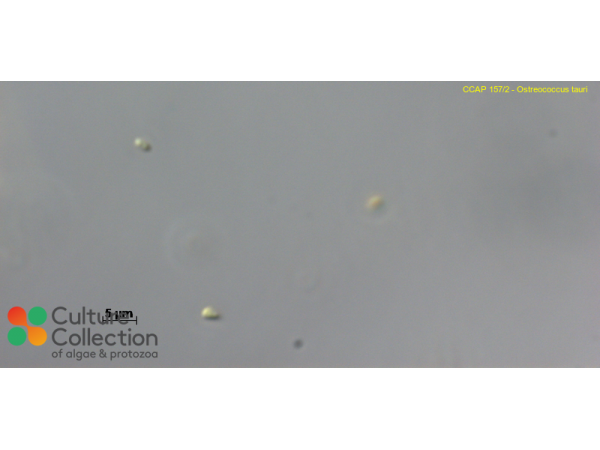 Ostreococcus tauri