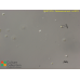 Ostreococcus tauri  - ro GFP3