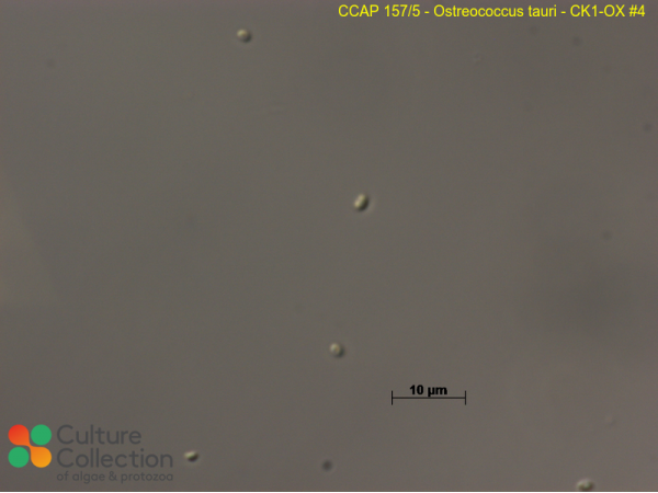 Ostreococcus tauri  - CK1-OX #4