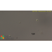 Ostreococcus tauri  - CK1-OX #4
