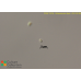 Ostreococcus tauri  - CK1-OX #8
