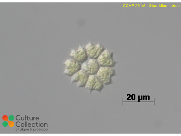 Stauridium tetras