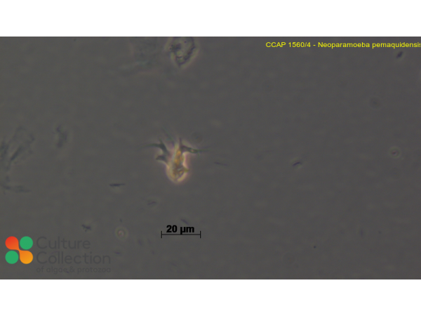 Neoparamoeba pemaquidensis