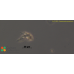 Neoparamoeba pemaquidensis