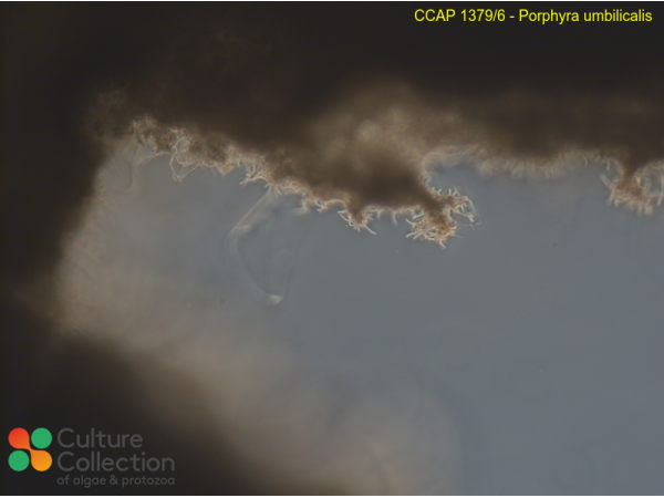 Porphyra umbilicalis