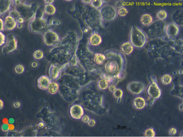 Naegleria clarki