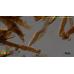 Ectocarpus fasciculatus  Virus 1 (EfasV-1)