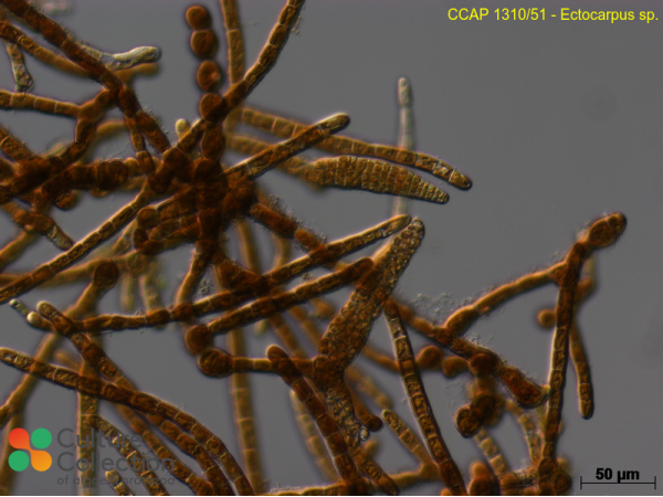 Ectocarpus sp. Ectocarpus sp.