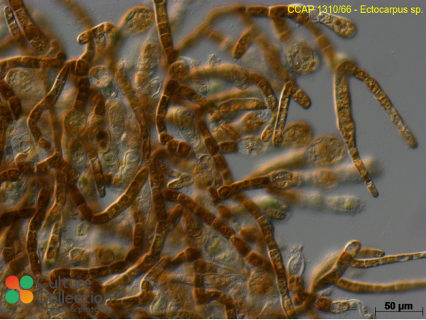 Ectocarpus sp.