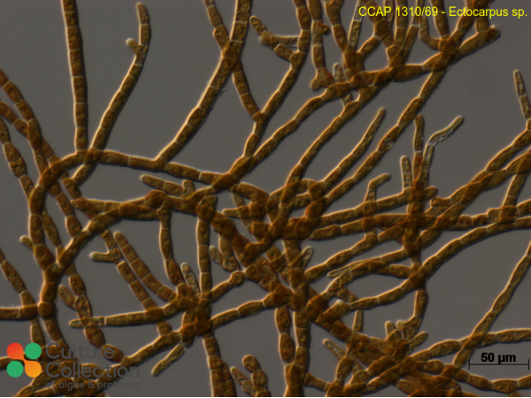 Ectocarpus sp.