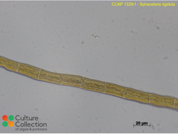 Sphacelaria rigidula