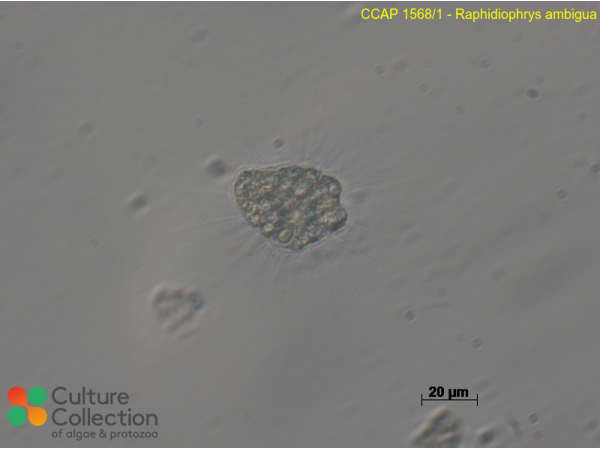 Raphidiophrys ambigua