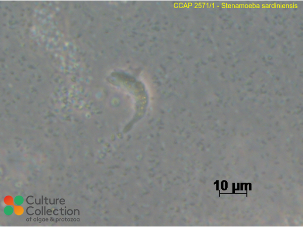 Stenamoeba sardiniensis