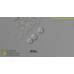 Acanthamoeba castellanii  