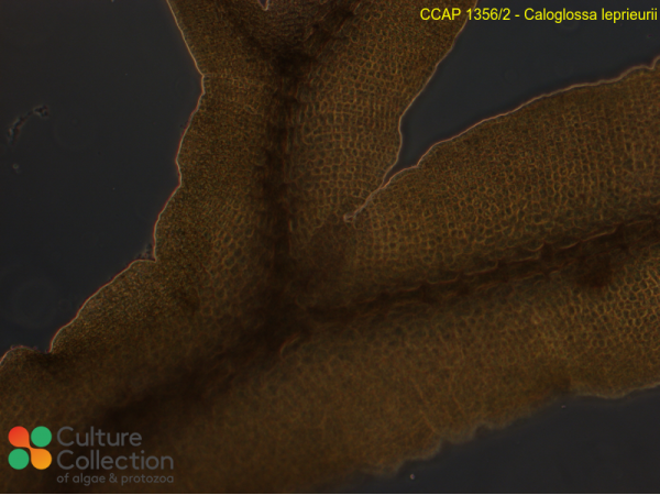 Caloglossa leprieurii