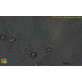 Acanthamoeba castellanii  