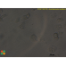 Acanthamoeba castellanii  
