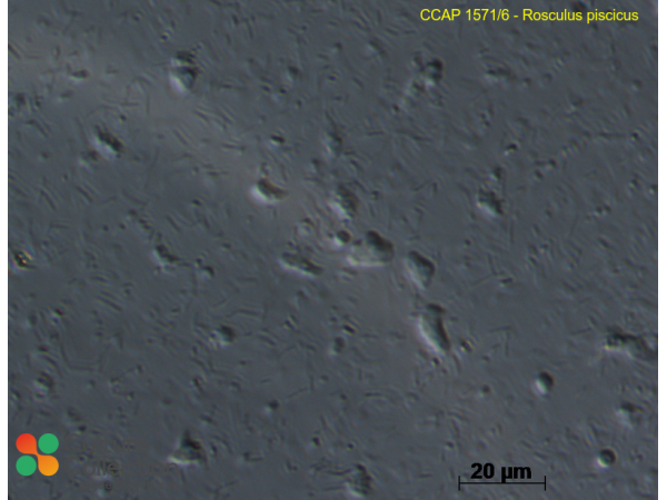 Rosculus piscicus