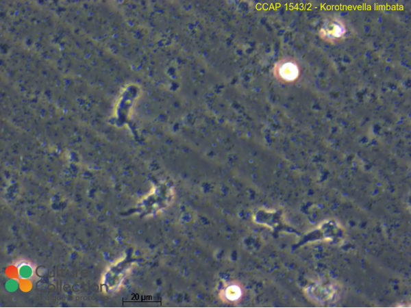 Korotnevella limbata