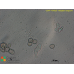 Naegleria angularis