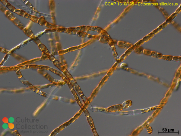 Ectocarpus siliculosus Ectocarpus siliculosus