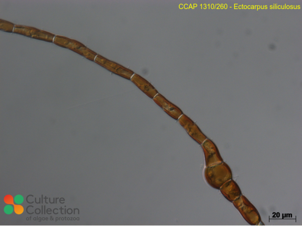 Ectocarpus siliculosus Ectocarpus siliculosus