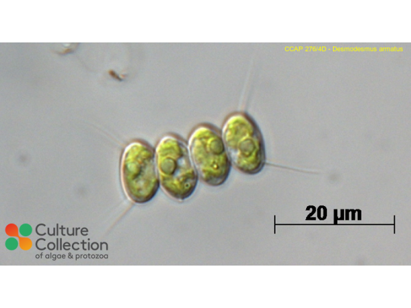 Desmodesmus armatus