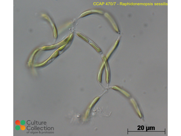Raphidonemopsis sessilis Raphidonemopsis sessilis