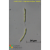 Raphidonemopsis sessilis Raphidonemopsis sessilis