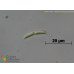Raphidonemopsis sessilis Raphidonemopsis sessilis
