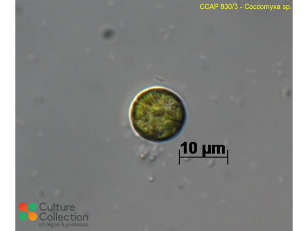 Neocystis sp.