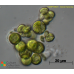 Neocystis sp.