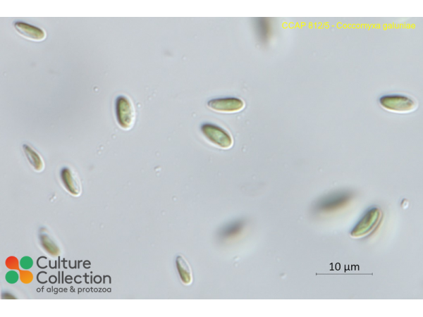 Coccomyxa galuniae