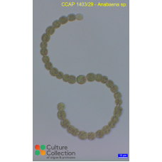 Anabaena sp.