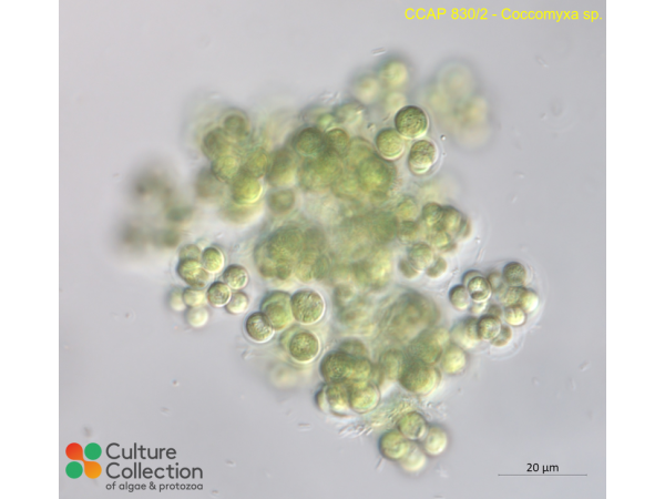 Coccomyxa sp.