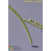 Ulothrix gigas
