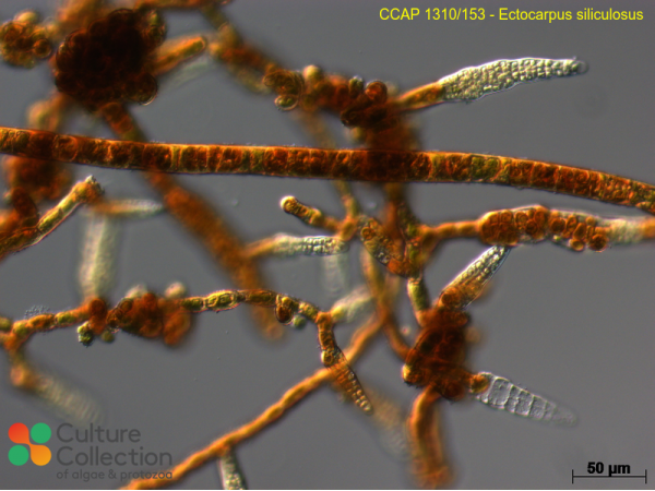 Ectocarpus siliculosus