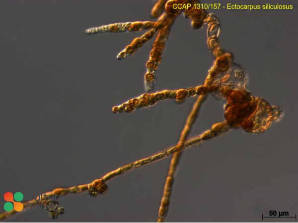 Ectocarpus siliculosus