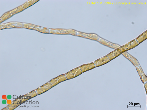 Ectocarpus siliculosus Ectocarpus siliculosus