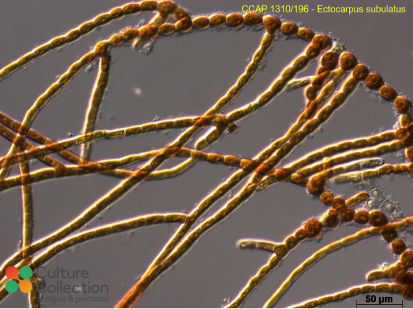 Ectocarpus siliculosus var. dasycarpus