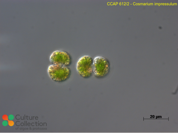 Cosmarium impressulum