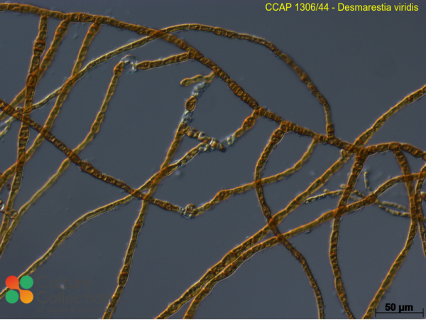Desmarestia viridis