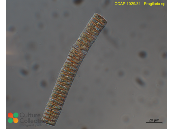 Fragilaria sp.