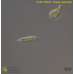Euglena geniculata