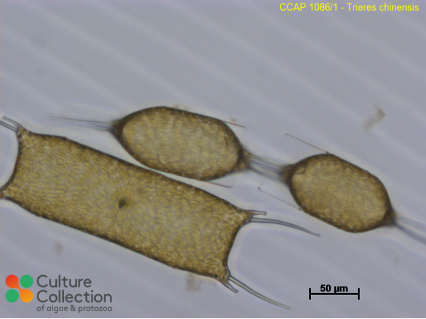 Trieres chinensis