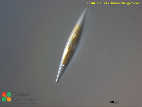 Haslea crucigeroides