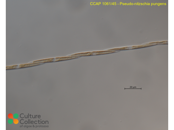Pseudo-nitzschia pungens