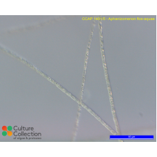 Aphanizomenon flos-aquae